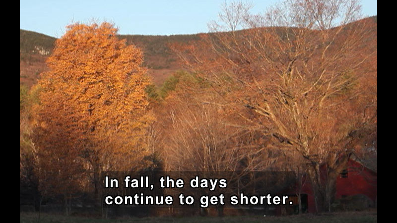 Trees with partially bare branches and yellow and brown leaves. Caption: In fall, the days continue to get shorter.