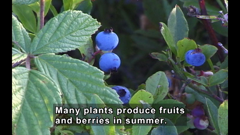 Blueberry plant with ripe berries. Caption: Many plants produce fruits and berries in summer.