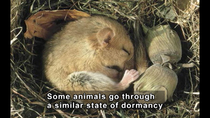 Small rodent curled in a ball and sleeping in a nest with acorns. Caption: Some animals go through a similar state of dormancy