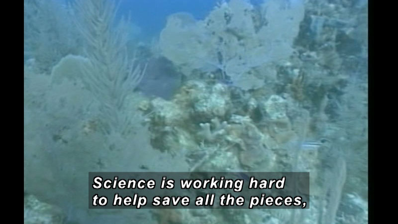 Underwater plants and coral. Caption: Science is working hard to help save all the pieces,