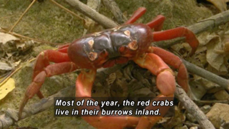 Crab with red legs and a darker body. Caption: Most of the year, the red crabs live in their burrows inland.