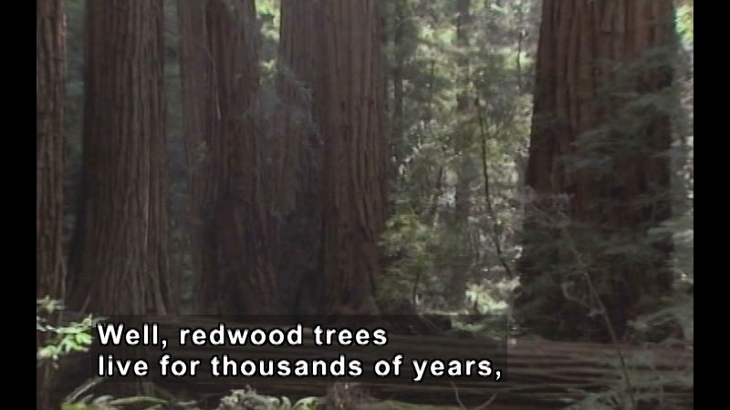 Forest of large, towering trees. Caption: Well, redwood trees live for thousands of years,