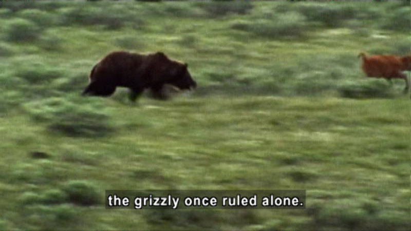 A grizzly bear chasing an animal, moving so quickly the image is blurred. Caption: the grizzly once ruled alone.