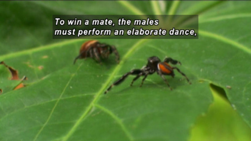 Two spiders facing each other on a leaf. Caption: To win a mate, the males must perform an elaborate dance,