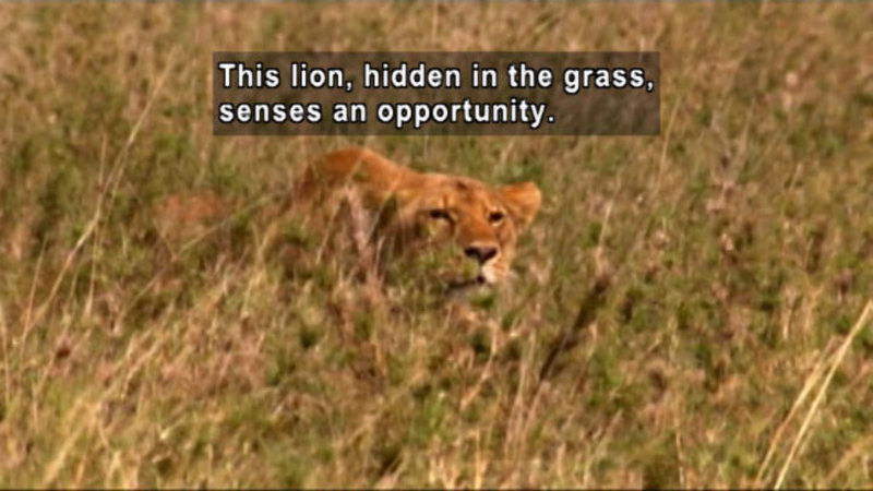 Lion crouching low in the grass. Caption: This lion, hidden in the grass, senses an opportunity.