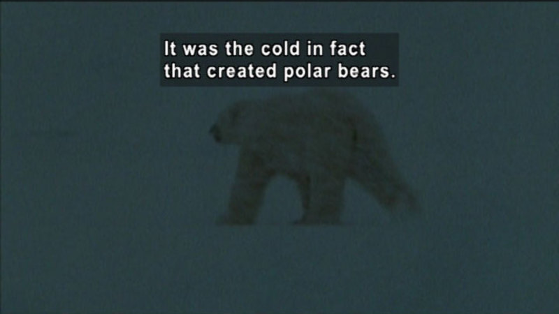 Polar bear on all fours walking in the dark. Caption: It was the cold in fact that created polar bears.