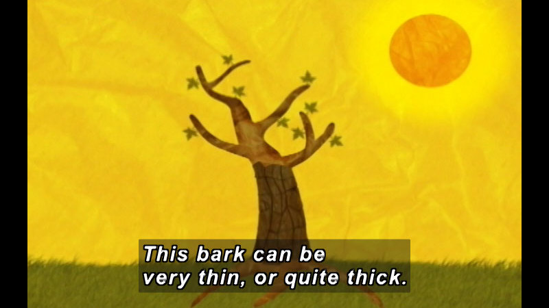 Illustration of a tree with a few leaves on the branches. Caption: This bark can be very thin, or quite thick.