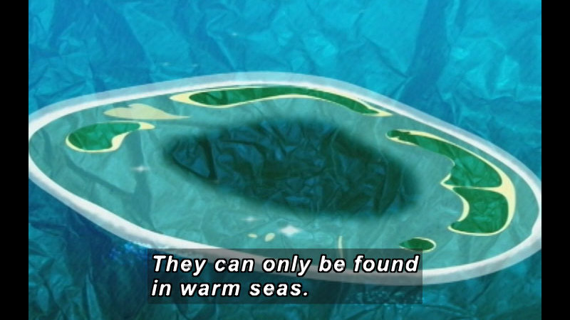 Still image from Moko: The Sea's Paradise