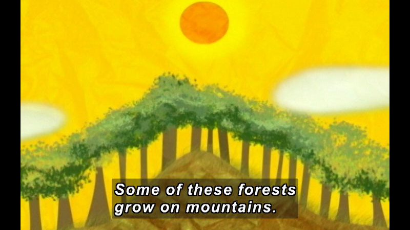 Illustration of trees growing on a mountain. Caption: Some of these forests grow on mountains.