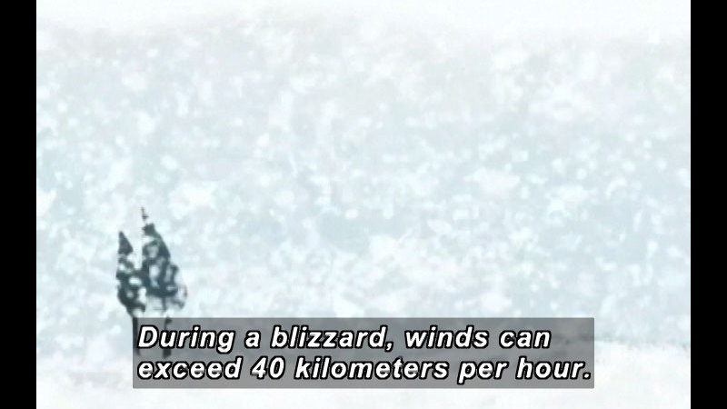 Illustration of a few trees as seen through extremely thick snow. Caption: During a blizzard, winds can exceed 40 kilometers per hour.