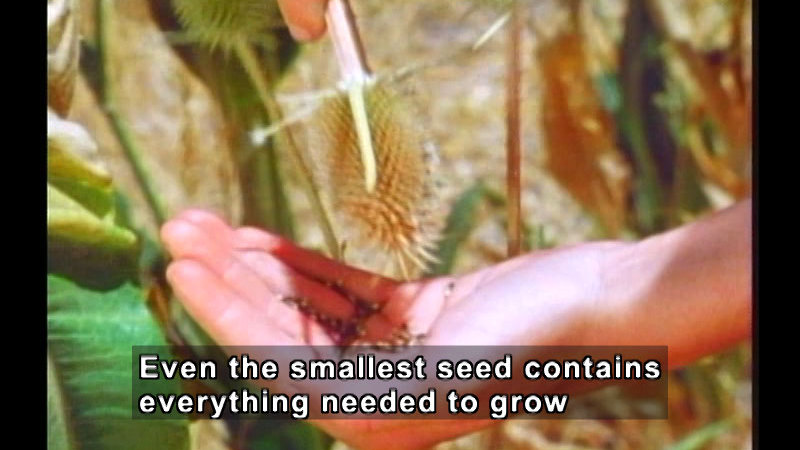 Person shaking seeds out of the head of a plant into their hand. Caption: Even the smallest seed contains everything needed to grow