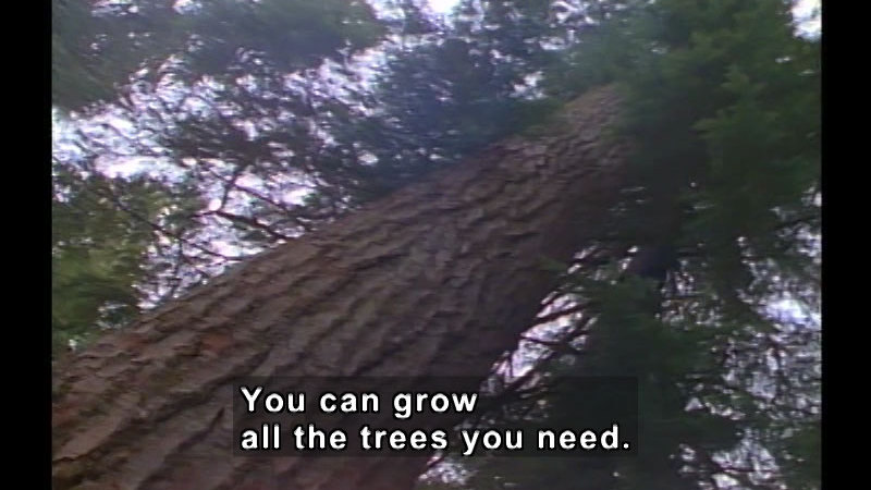 A tall evergreen tree as seen from below. Caption: You can grow all the trees you need.