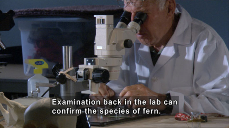 A man in a white lab coat looking into a microscope. Caption: Examination back in the lab can confirm the species of fern.