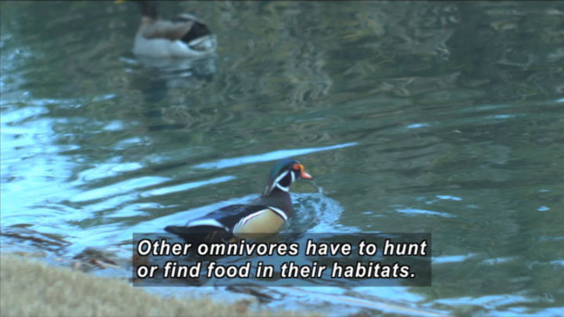 Ducks swimming in the water. Caption: Other omnivores have to hunt or find food in their habitats.