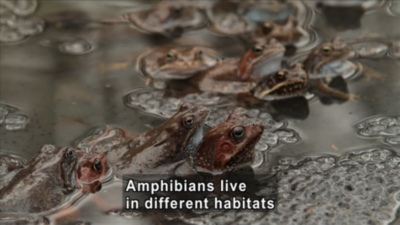 Frogs partially submerged in shallow water. Caption: Amphibians live in different habitats.