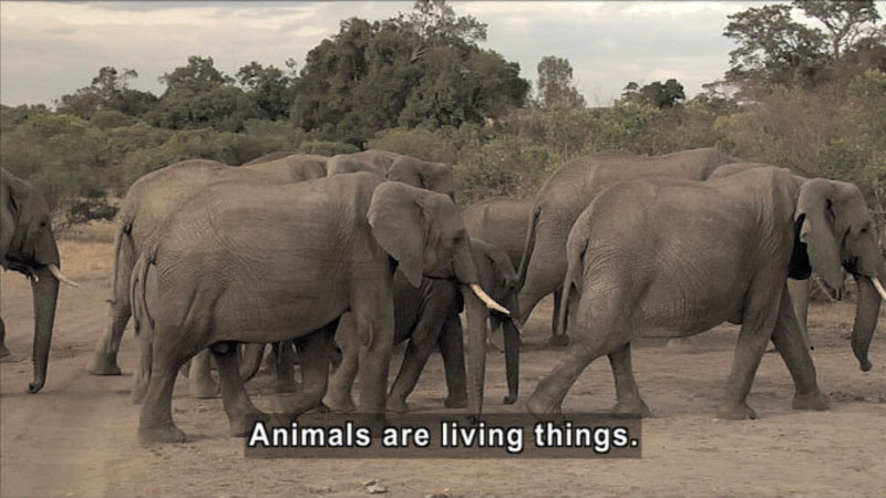 Herd of elephants in natural habitat. Caption: Animals are living things.