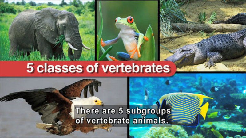 Elephant, frog, crocodile, eagle, fish. 5 classes of vertebrates. Caption: There are 5 subgroups of vertebrate animals.