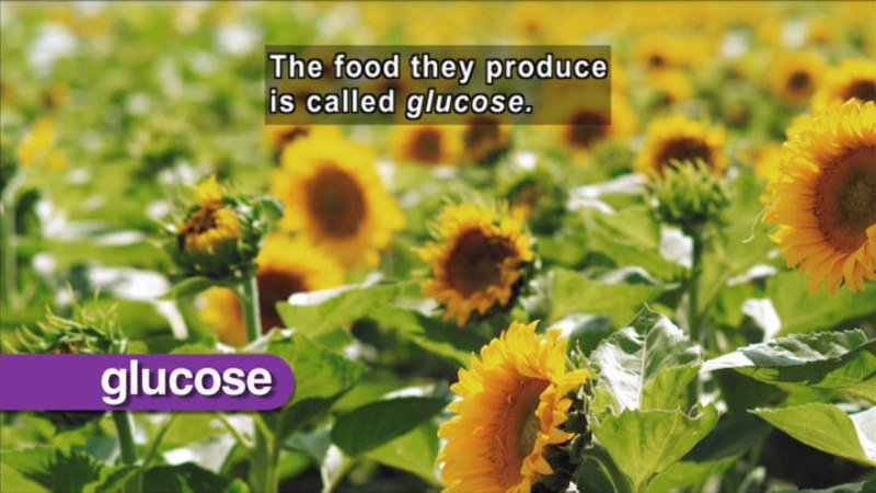 Field of sunflowers. Glucose. Caption: The food they produce is called glucose.