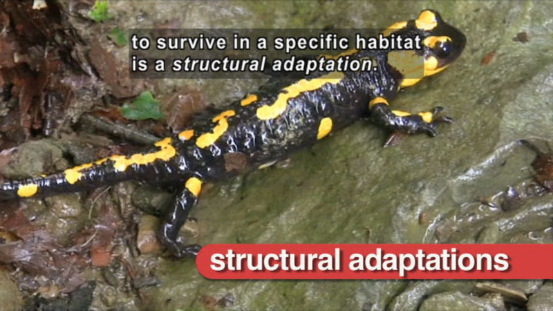 Black salamander with yellow spots crawling on the ground. Caption: to survive in a specific habitat is a structural adaptation.