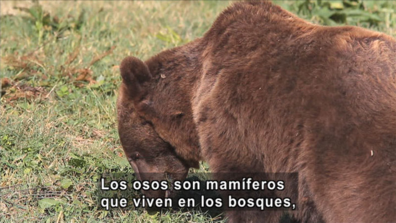 Still image from Science Video Vocab: Omnivore (Spanish)