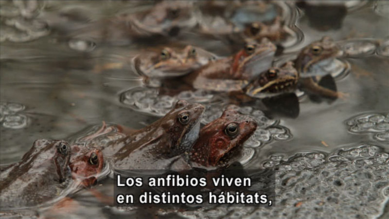 Frogs partially submerged in shallow water. Spanish captions.