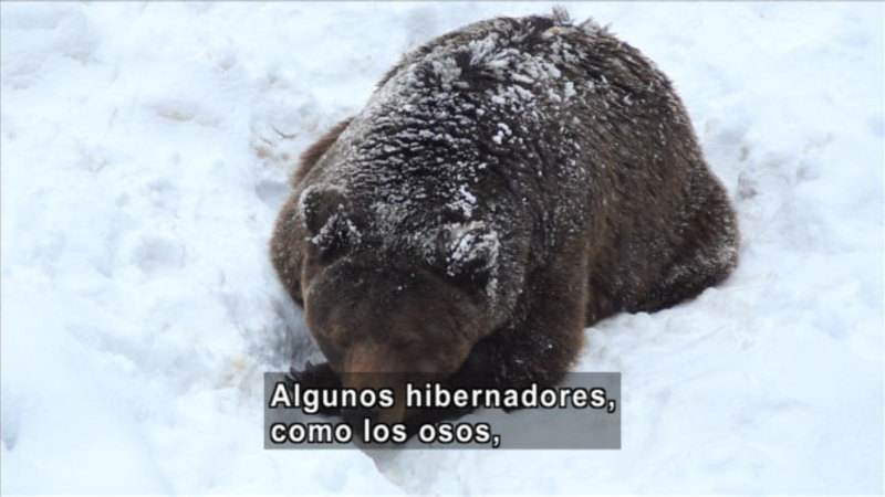 A bear laying in the snow. Spanish captions.