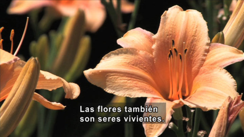 Lilies. Spanish captions.