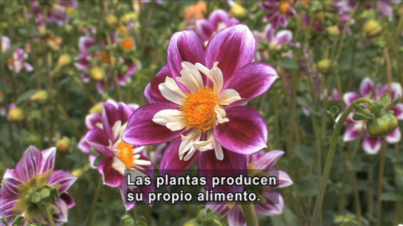 Field of wildflowers. Spanish captions.