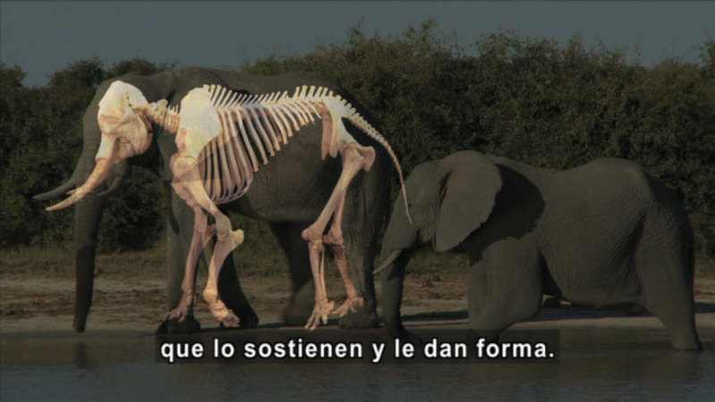 Elephant with graphic of skeletal structure overlaid. Spanish captions.