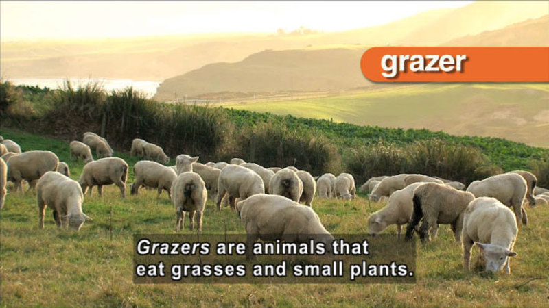 Flock of sheep grazing in a pasture. Caption: Grazers are animals that eat grasses and small plants.