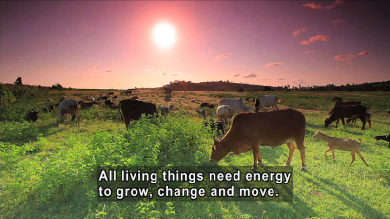 Herd of cows grazing in a green pasture. Caption: All living things need energy to grow, change and move.