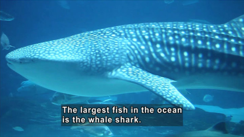 Large spotted shark with a white belly. Caption: The largest fish in the ocean is the whale shark.