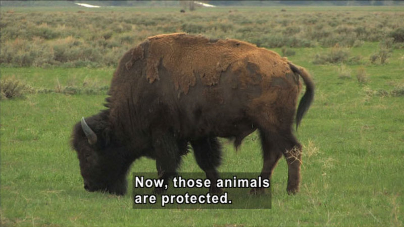 A bison grazing in the field. Caption: Now, those animals are protected.