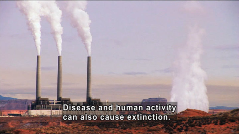 Industrial plant with smokestacks emitting pollutants. Caption: Disease and human activity also cause extinction.