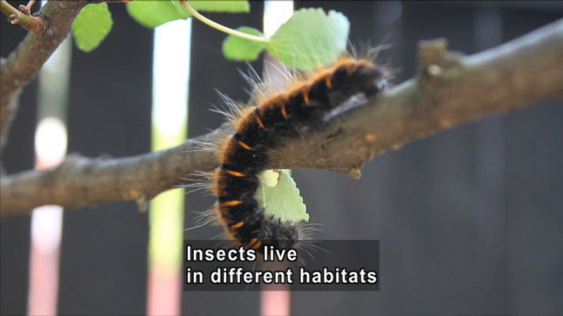 A black caterpillar with orange stripes and hair crawling on a tree branch. Caption: Insects live in different habitats