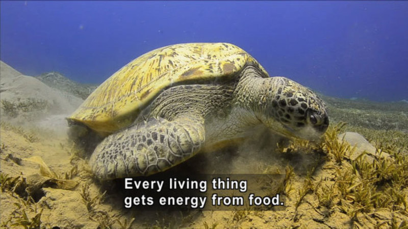 Large turtle swimming on the ocean floor. Caption: Every living thing gets energy from food.