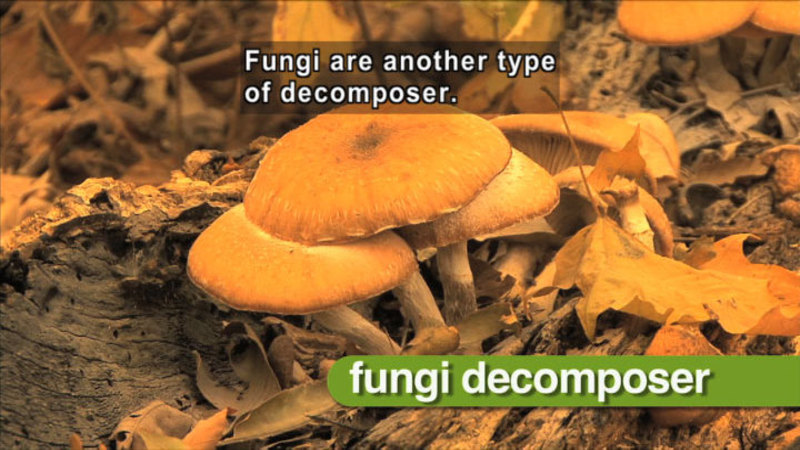 Closeup of a cluster of mushrooms. Fungi decomposer. Caption: Fungi are another type of decomposer.
