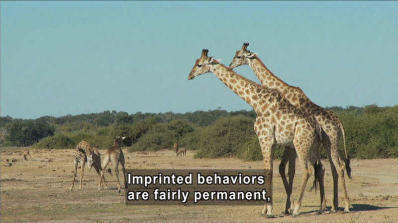 Giraffes in natural habitat. Caption: Imprinted behaviors are fairly permanent,