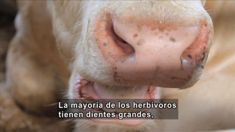Closeup of the nose and open mouth of a cow. Spanish captions.