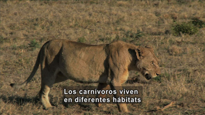 A female lion on a brown, grassy plain. Spanish captions.