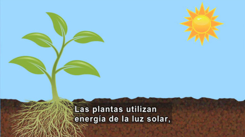 Illustration of a plant with a cross section showing the root system. A sun is in the sky above. Spanish captions.