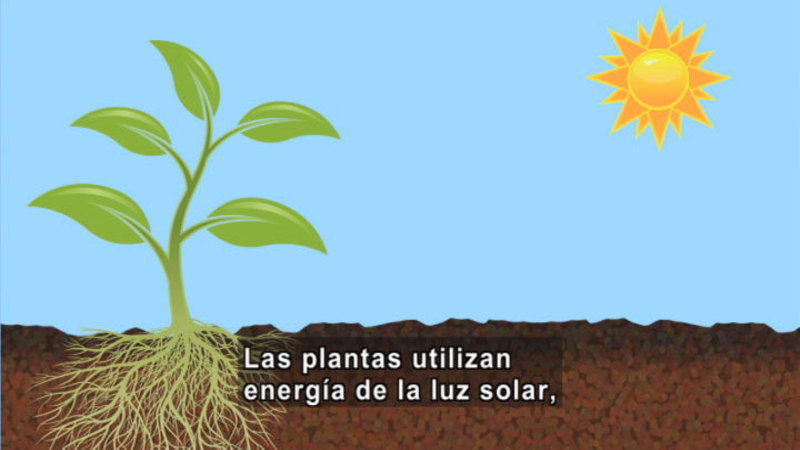 Still image from Science Video Vocab: Food Chain (Spanish)