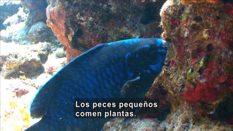 Bright blue tropical fish swimming near colorful rocks. Spanish captions.