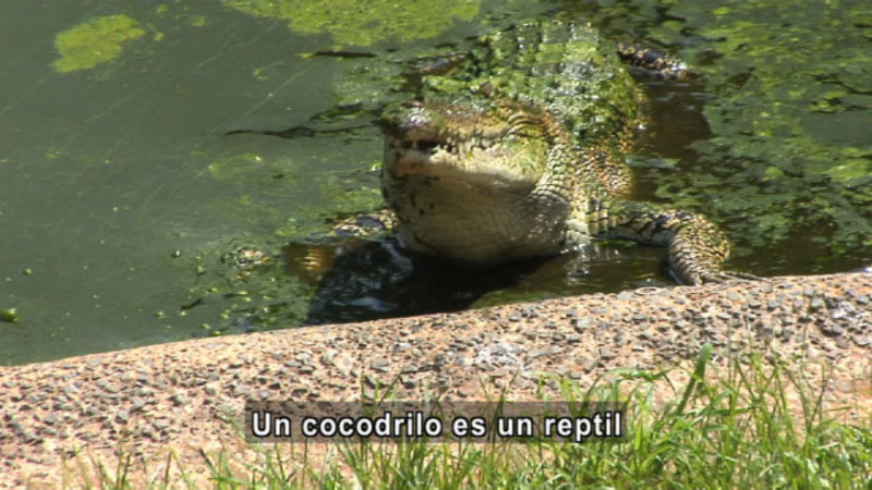 Crocodile at the water's edge. Spanish captions.