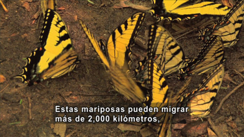 Yellow and black butterflies on the ground. Spanish captions.