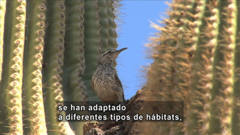 A bird standing on a rock between two cacti. Spanish captions.