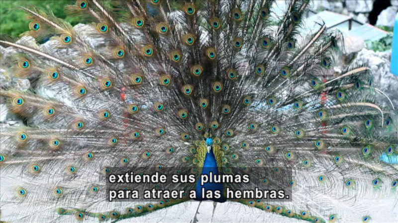 Peacock with tail feathers fanned out. Spanish captions.