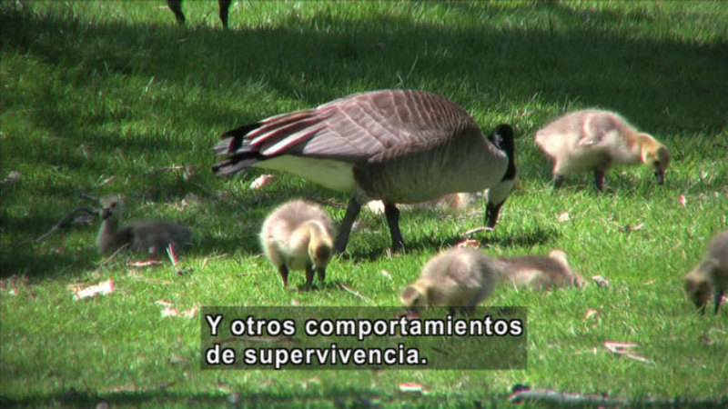 Adult goose with ducklings feeding from the grass. Spanish captions.