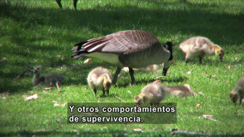Still image from Science Video Vocab: Imprint (Spanish)