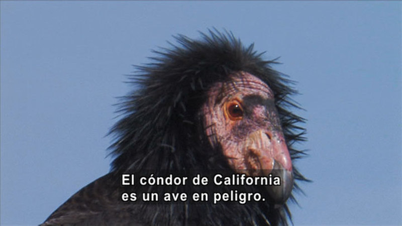Closeup of a condor. Spanish captions.